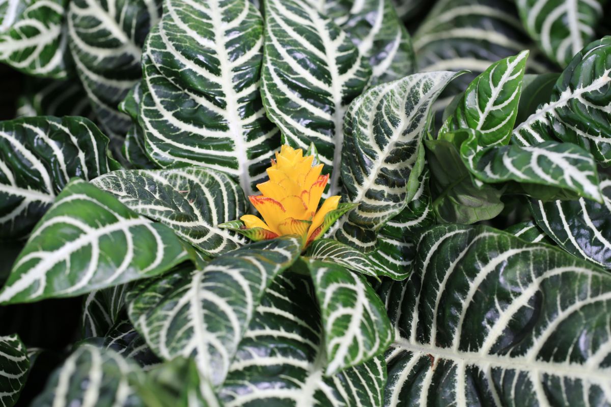 A yellow flowering zebra plant