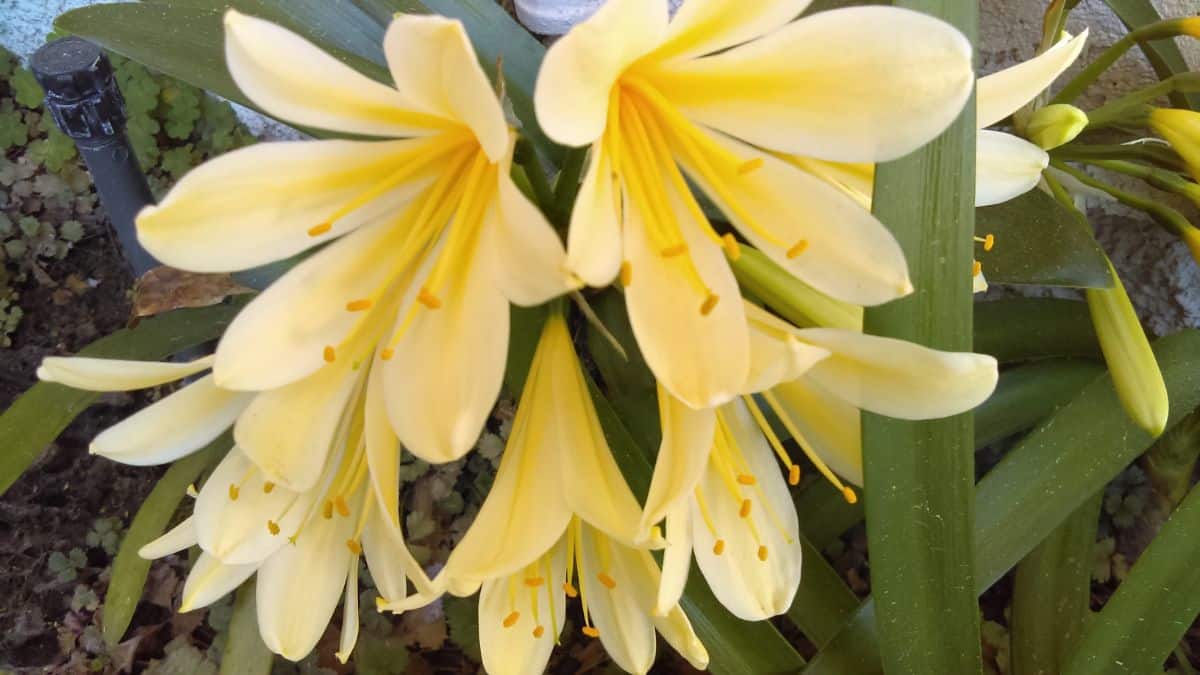 Yellow flowering bush lily