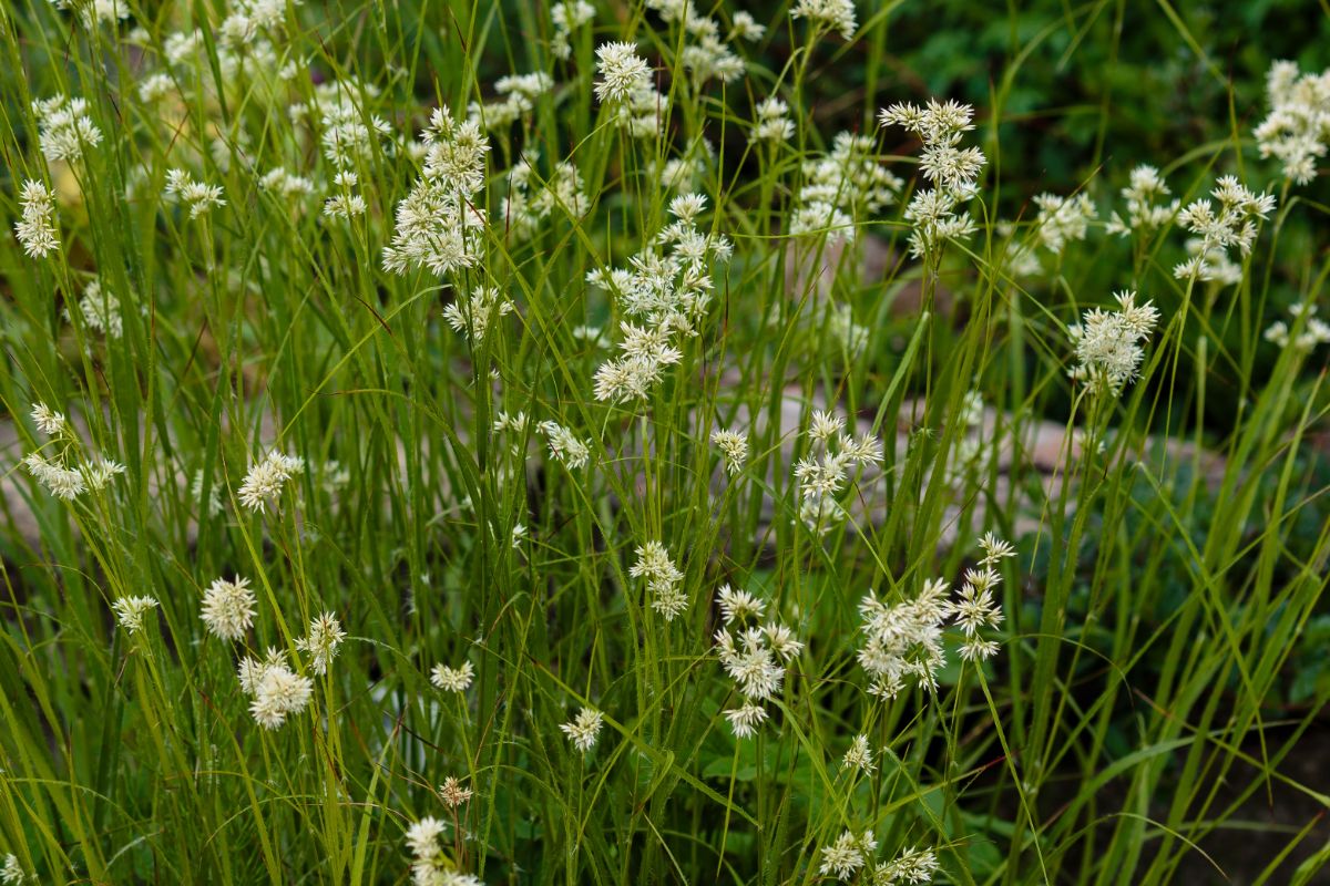 White flowering snowy woodrush plant