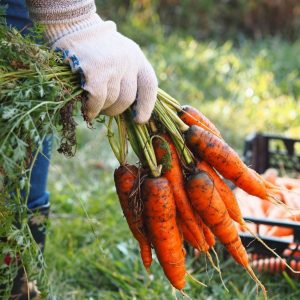 A farmer holds a bundle of freshly harvested carrots.