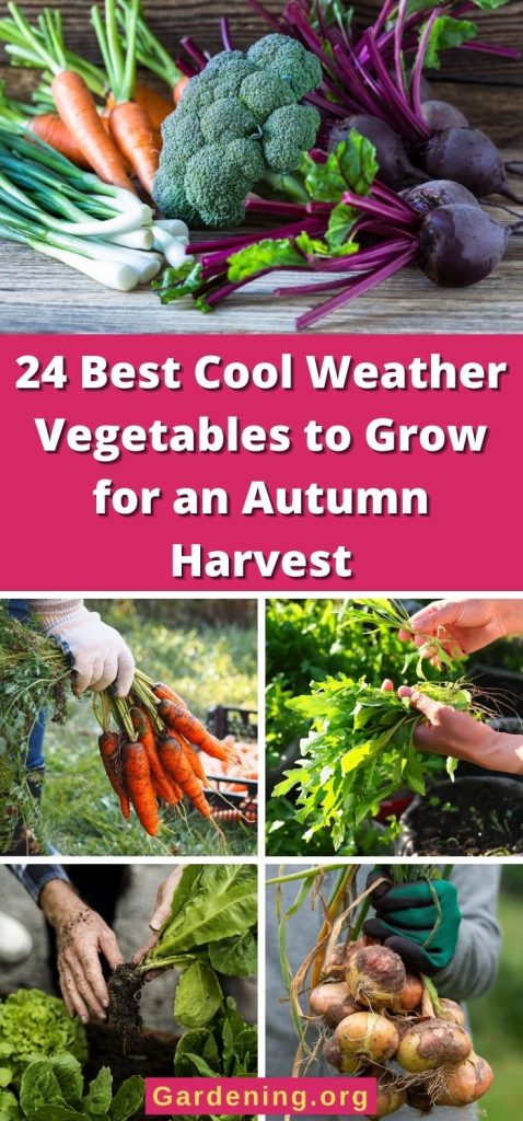 24 Best Cool Weather Vegetables to Grow for an Autumn Harvest pinterest image.