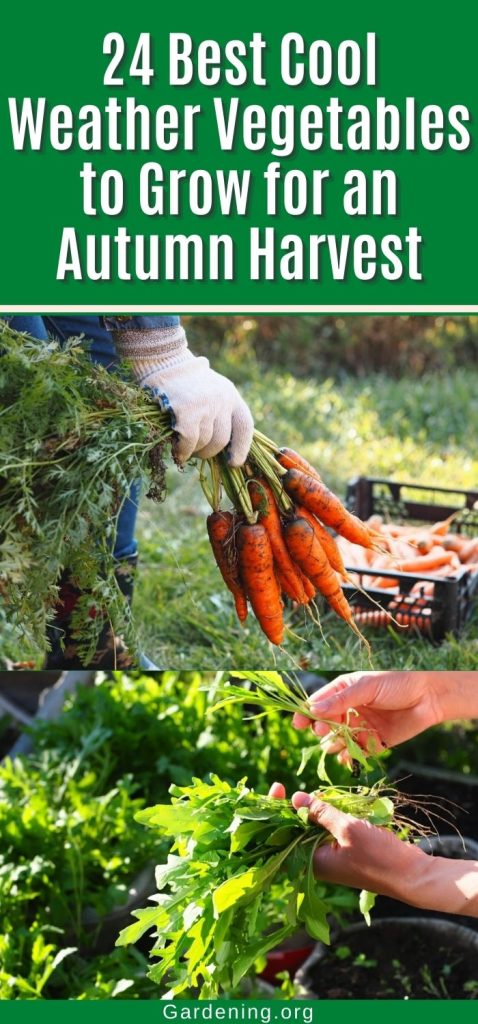 24 Best Cool Weather Vegetables to Grow for an Autumn Harvest pinterest image.