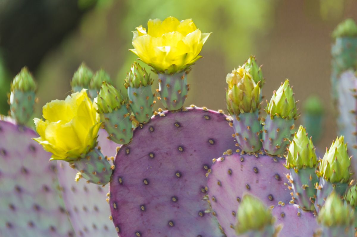 Yellow flowering prickly pear plant