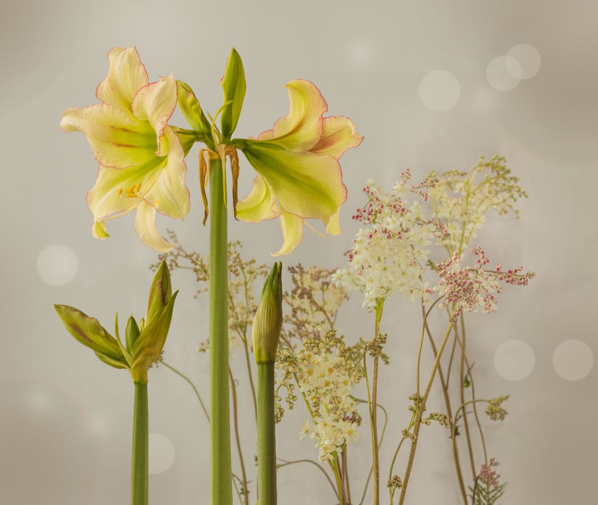 Yellow flowering yellow star amaryllis