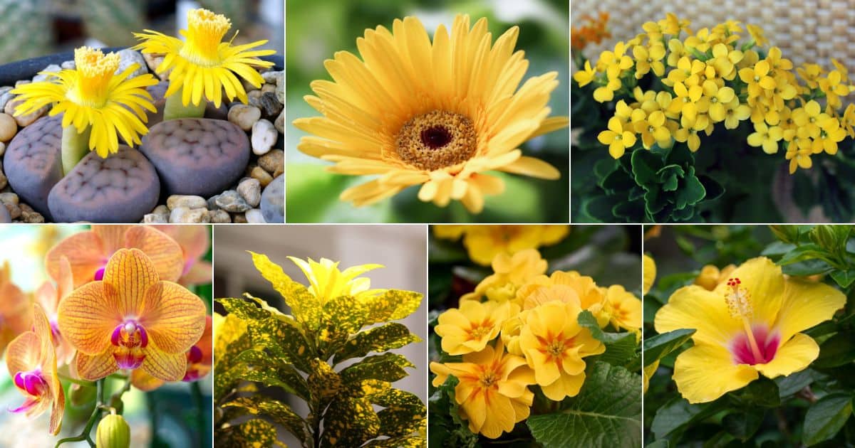 25 Indoor Plants with Sunny Yellow Flowers or Leaves - Gardening