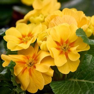 Yellow Primrose (Primula vulgaris) flowers close-up.