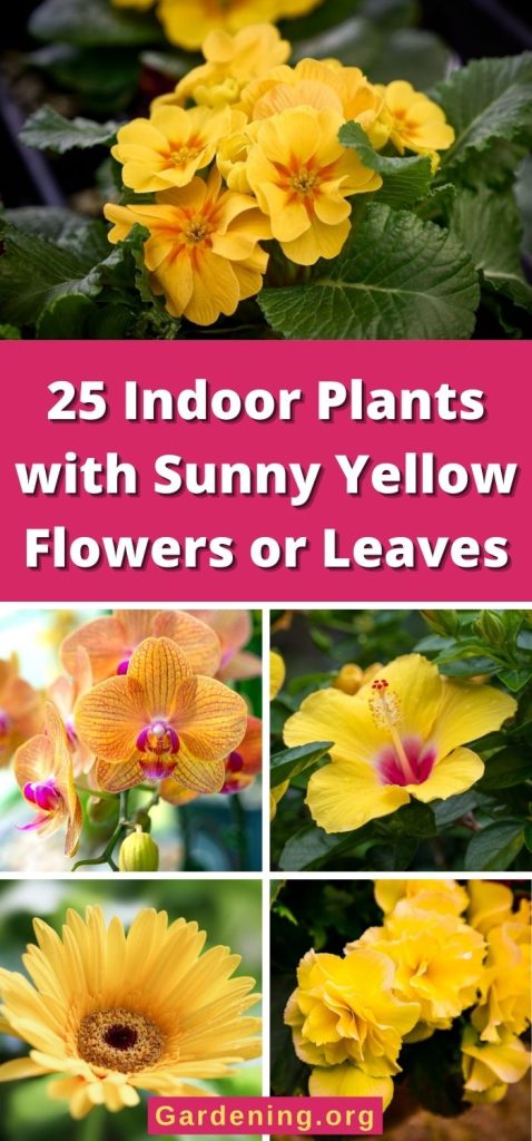 25 Indoor Plants with Sunny Yellow Flowers or Leaves pinterest image.