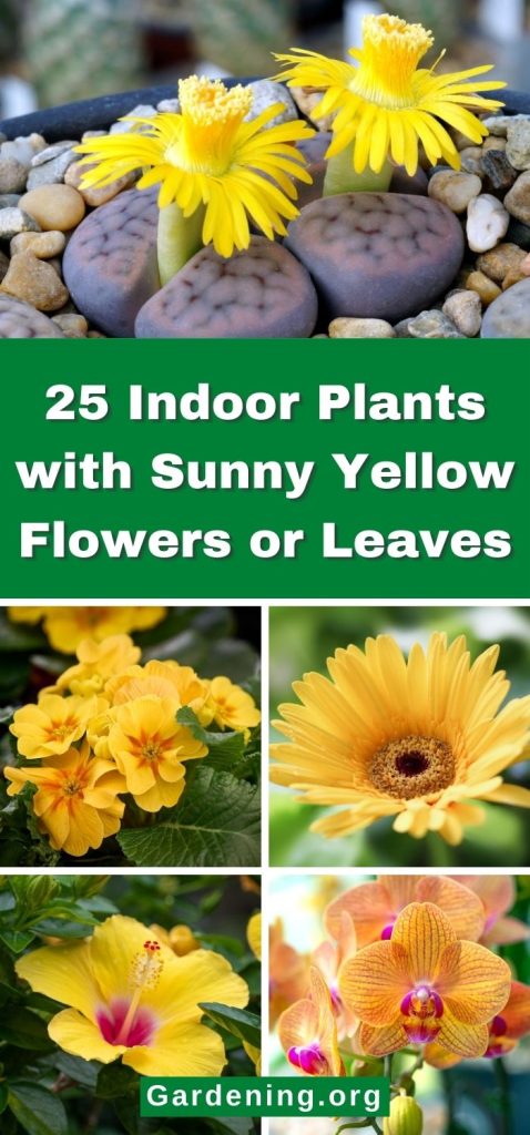 25 Indoor Plants with Sunny Yellow Flowers or Leaves pinterest image.