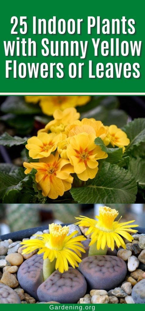 25 Indoor Plants with Sunny Yellow Flowers or Leaves pinterest image.