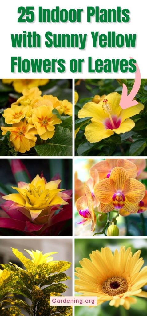 25 Indoor Plants with Sunny Yellow Flowers or Leaves pinterest image.