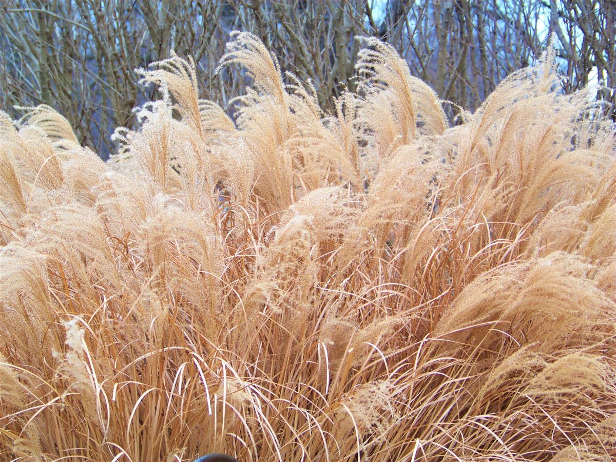 Golden brown ornamental grass