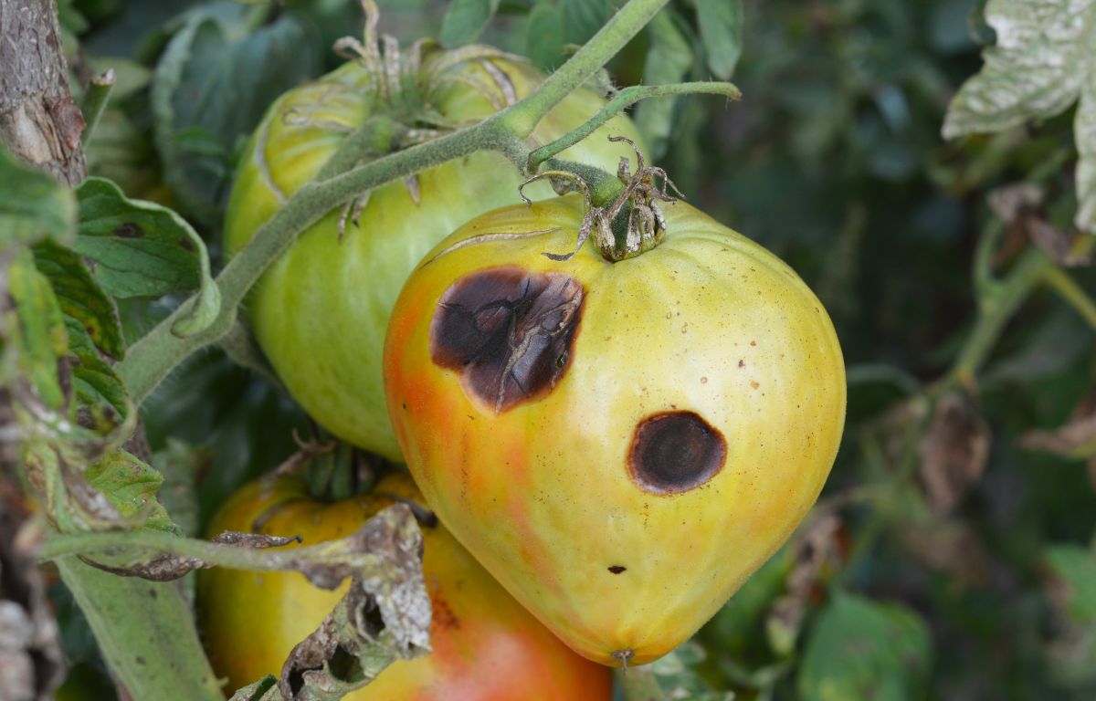 Tomatoes with anthracnose infection