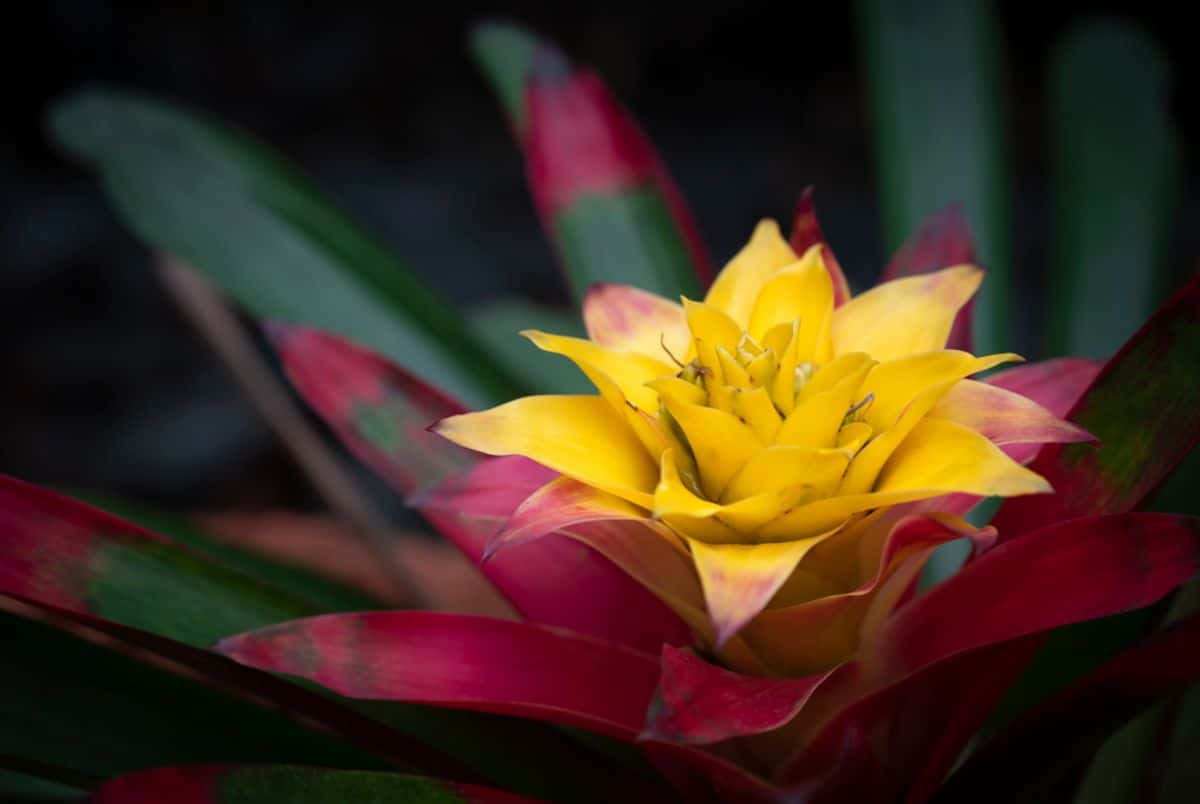 A red and yellow bromeliad plant