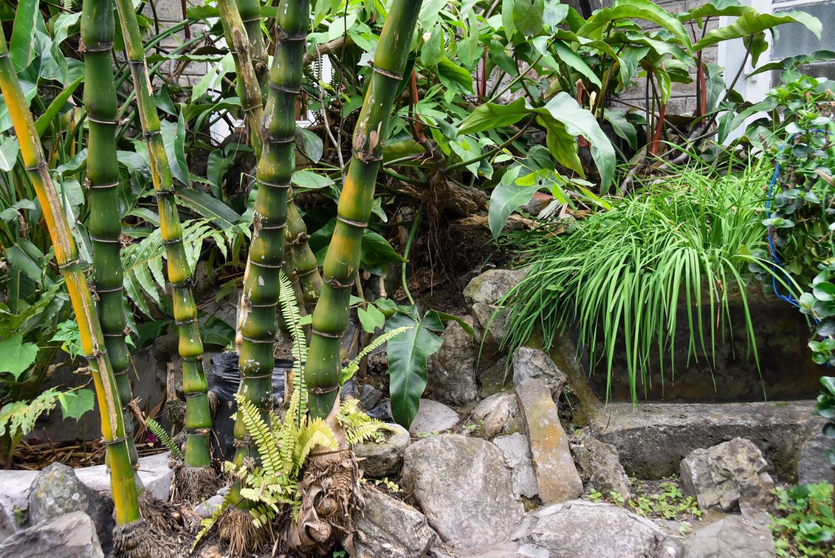 Different ornamental plants in a stone garden