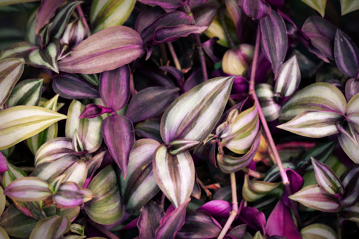 A purple and green inch plant