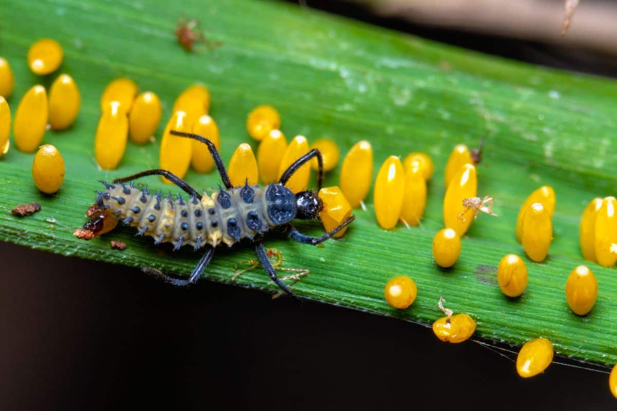 A ladybug larva eating insect eggs