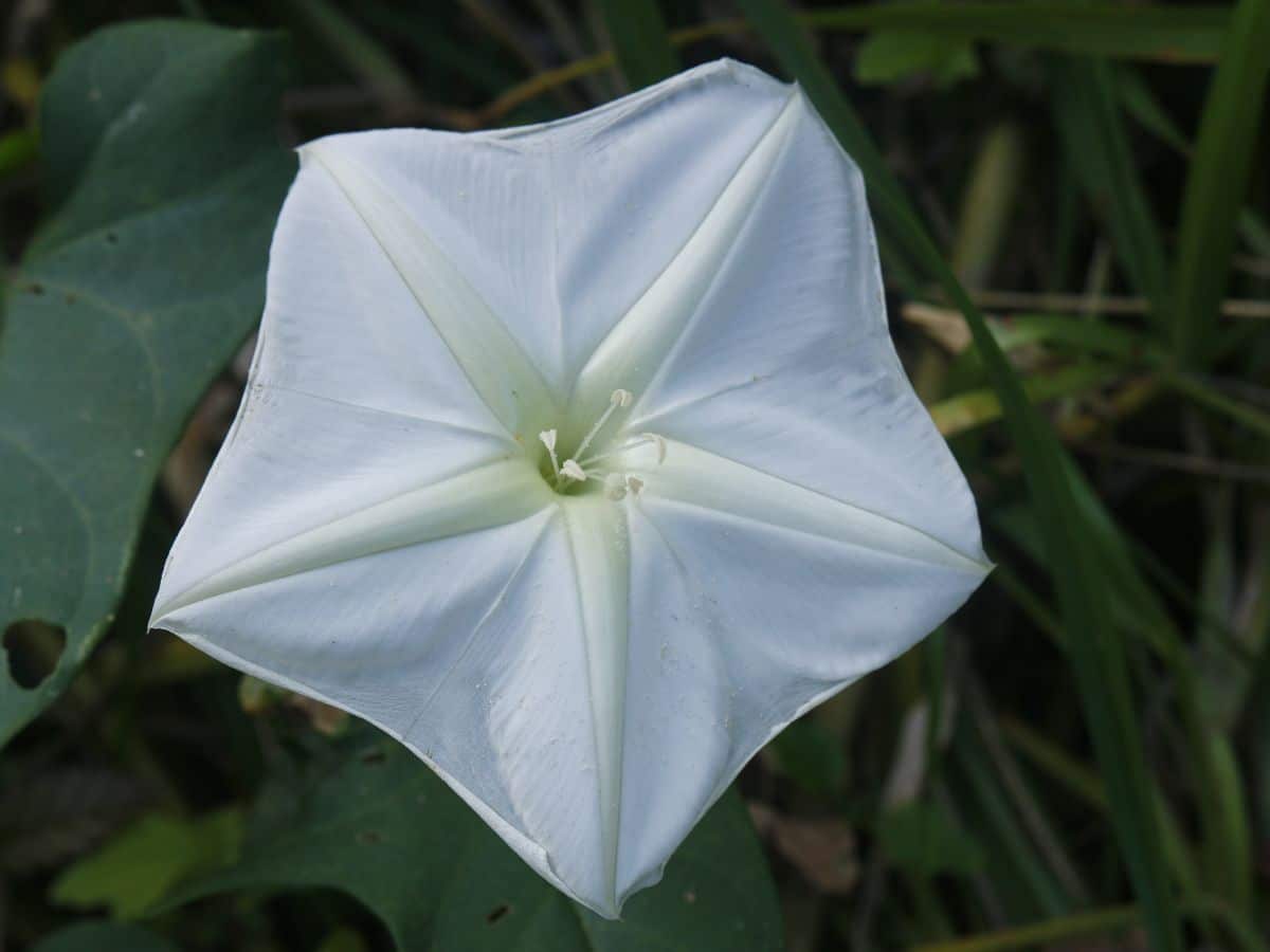 Large white moonflower in bloom