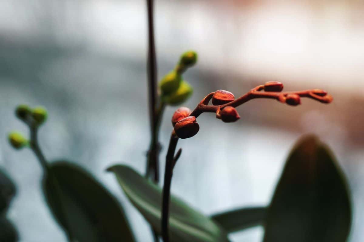 An orchid flower spike with buds