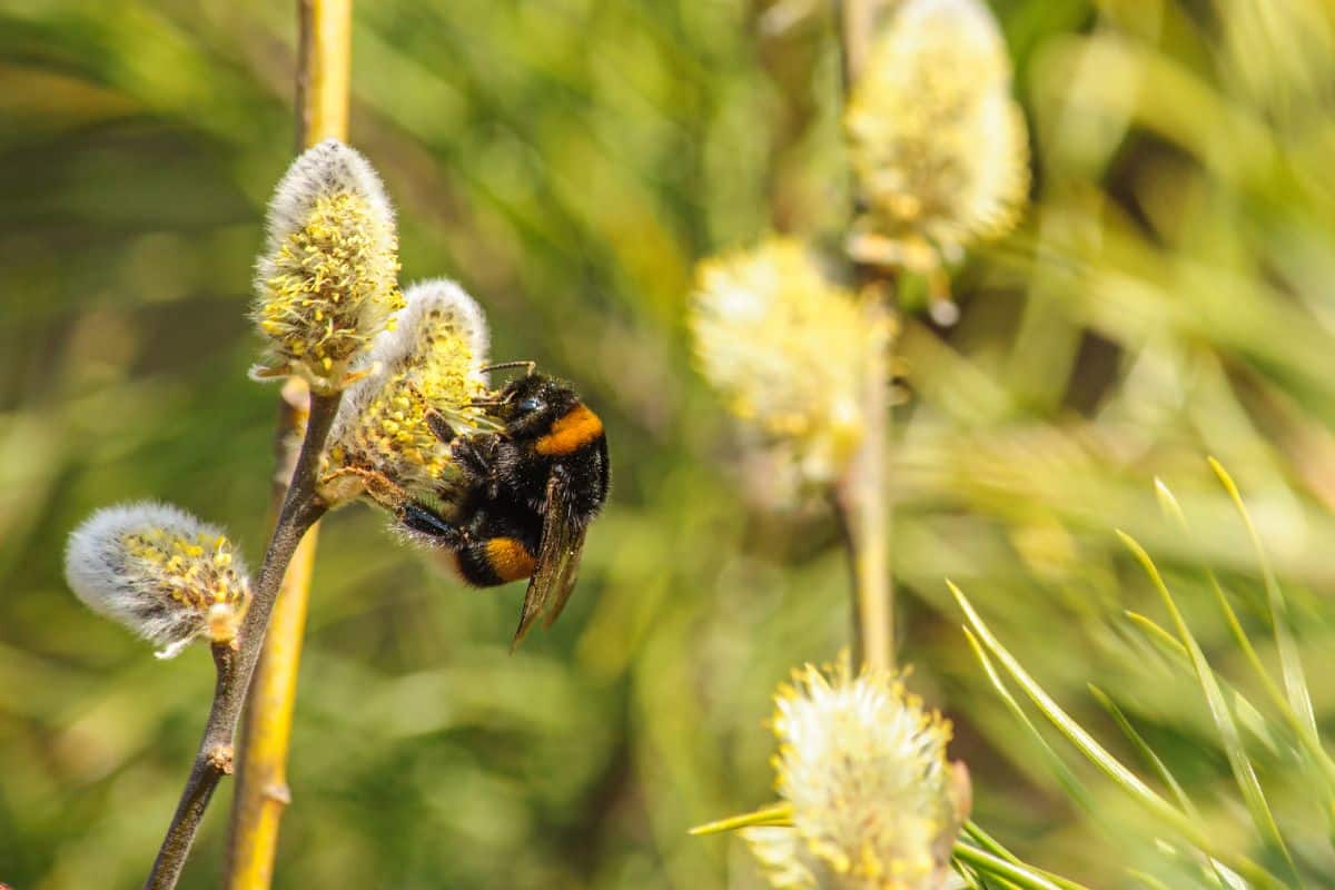 A bee feasting on pussy willow pollen