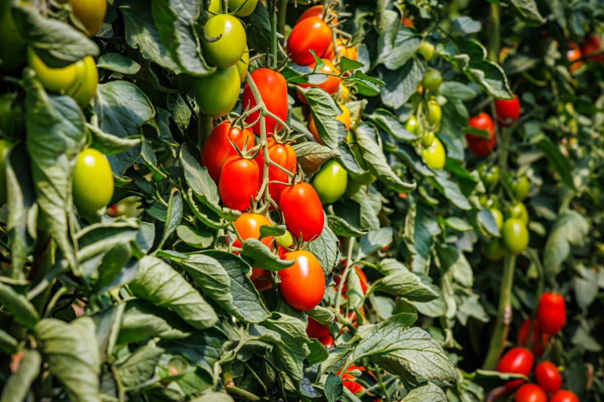 Red ripe roma tomatoes on the vine