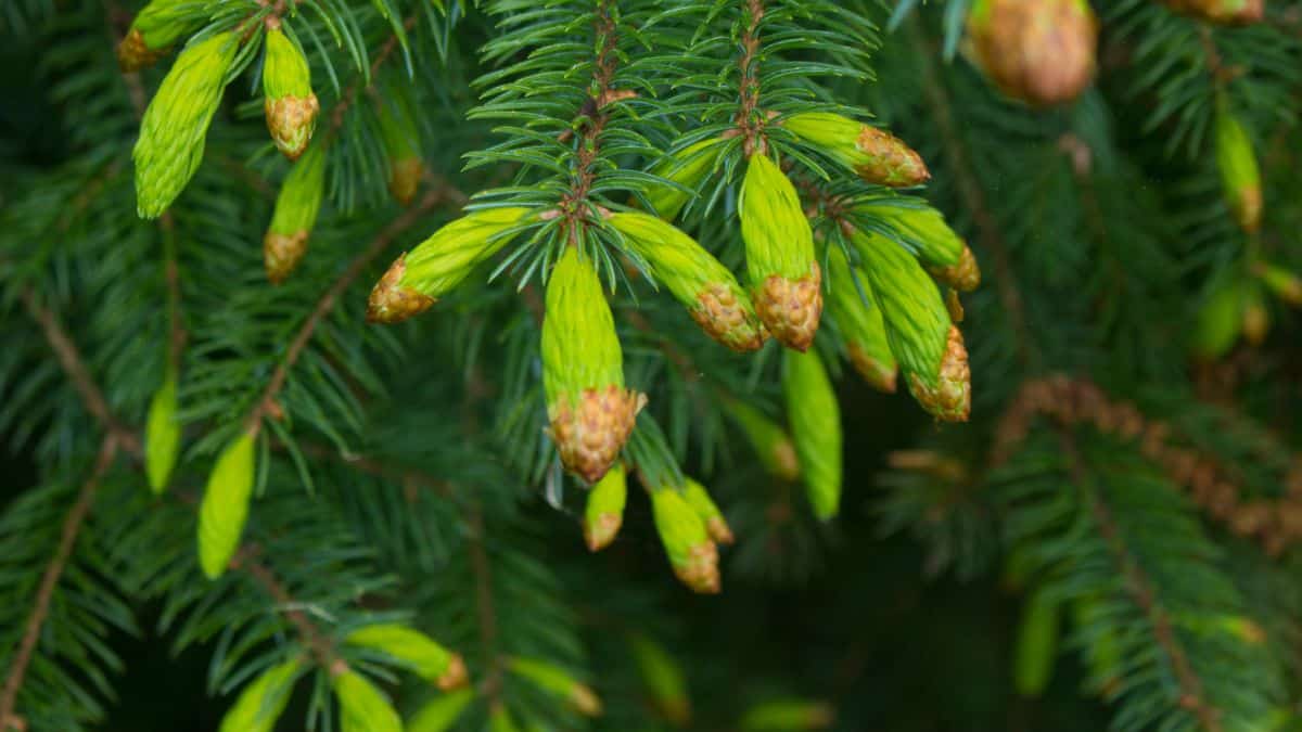 Young spruce tree branch tips