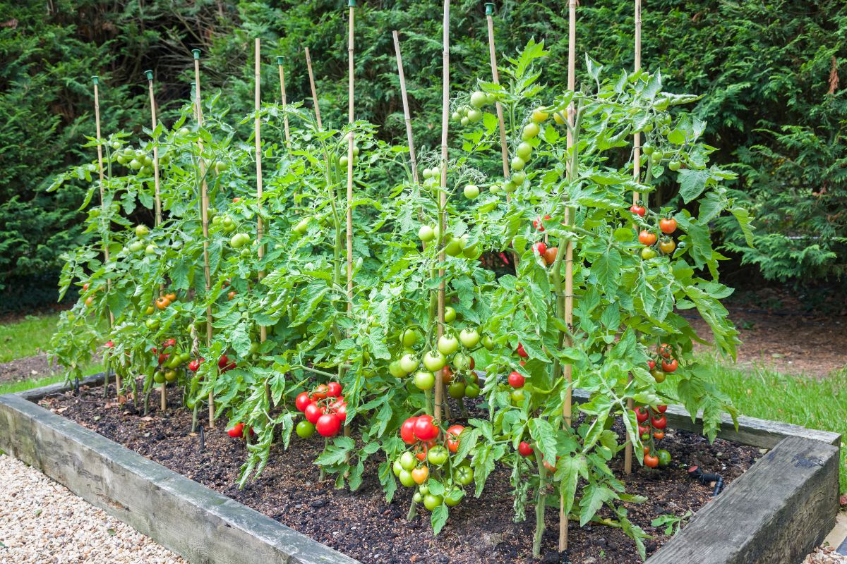 Tomatoes grown closely in a raised bed with stakes