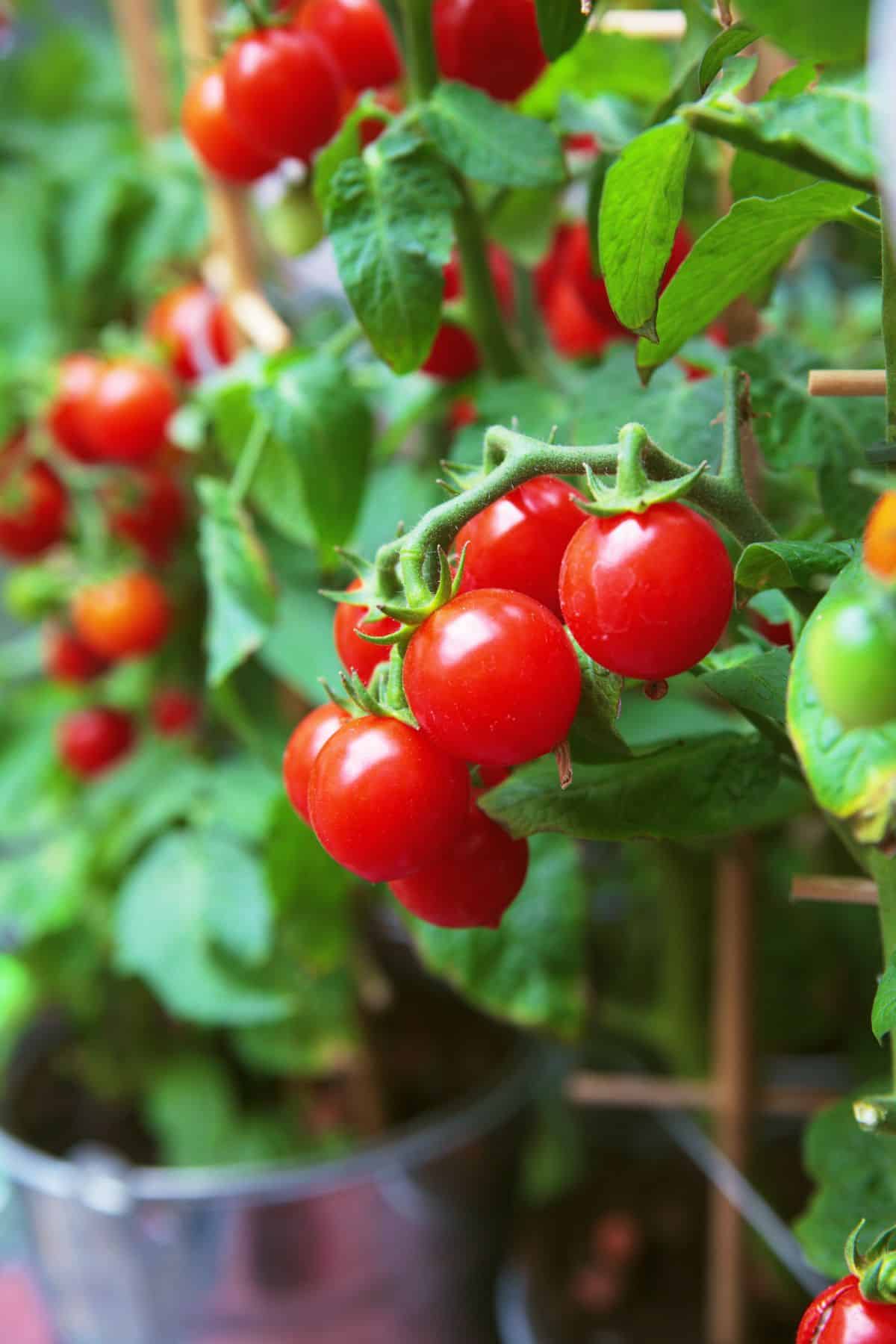 Tiny Sweet Aperitif tomatoes