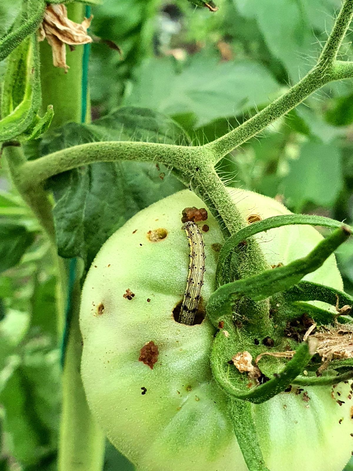 Tomato fruit worms eating tomatoes