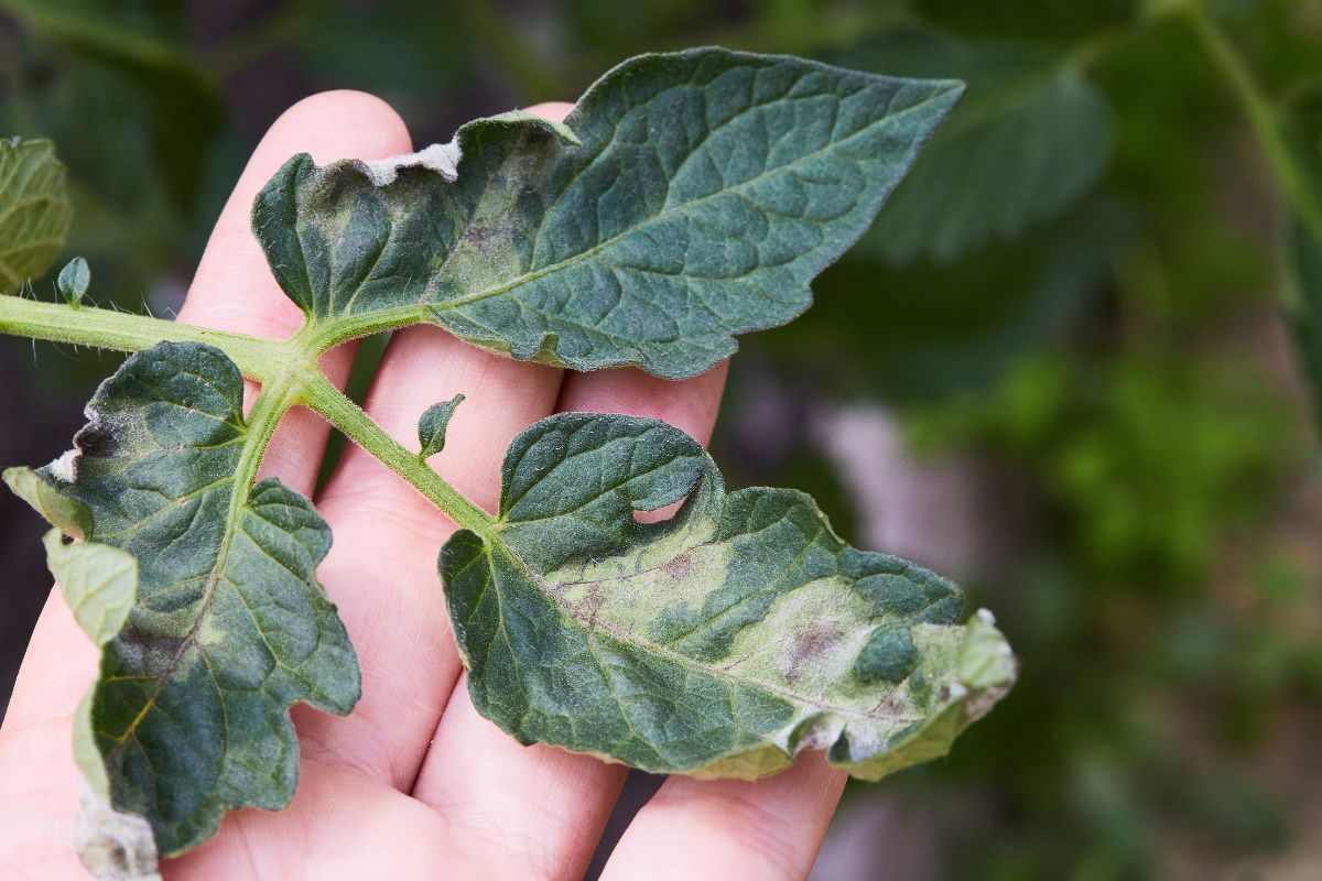 Tomato leaves showing damage and disease