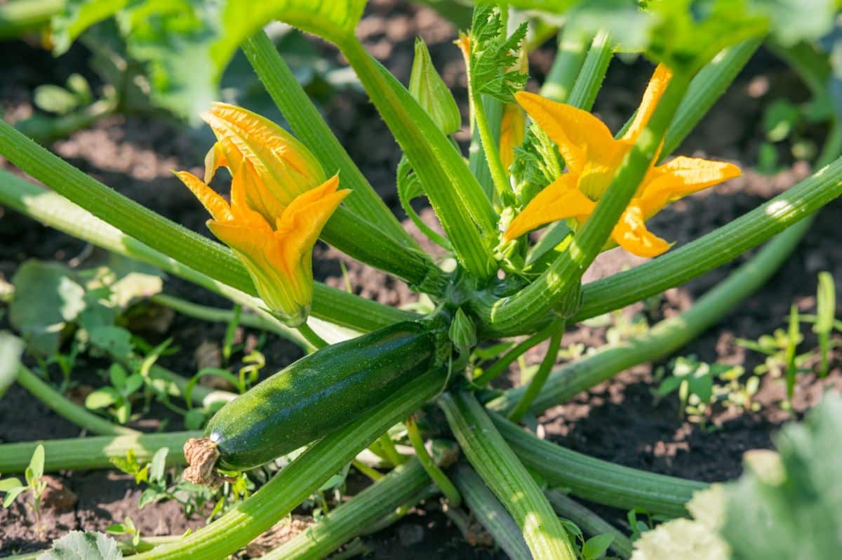 A zucchini plant with a young squash attached