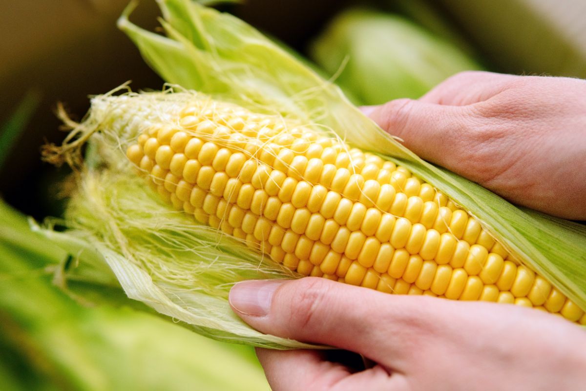 A nice ear of yellow sweet corn