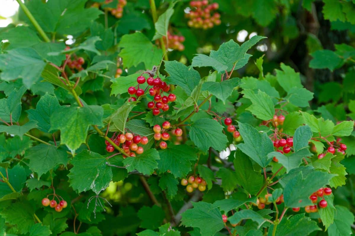A viburnum bush with red berries