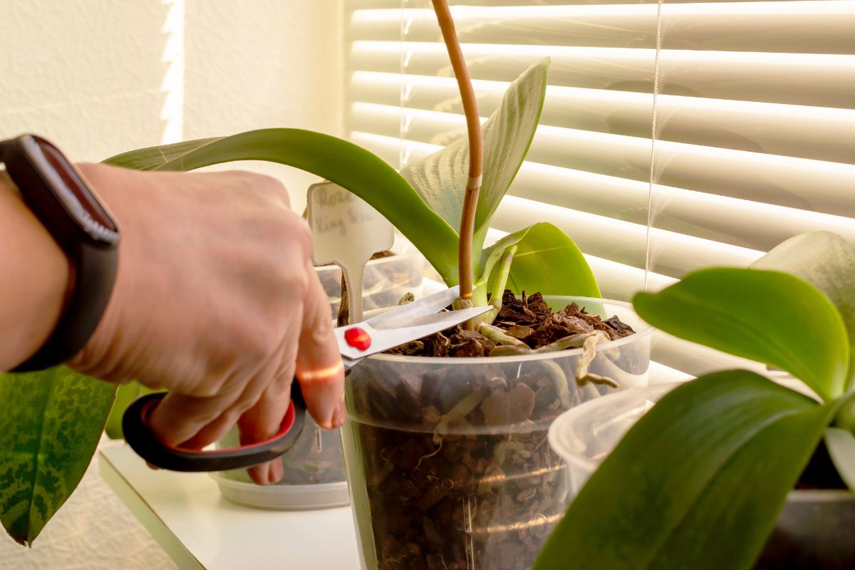 An orchid keeper trimming off an old flower spike