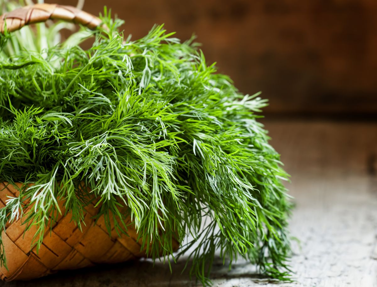 A basket of dill harvested in fall