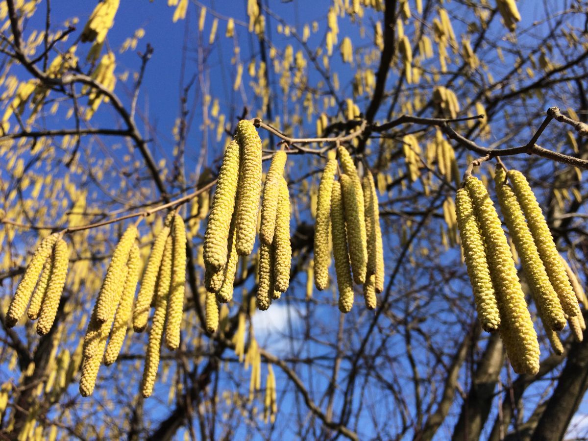 Long flowering units on a hazel tree