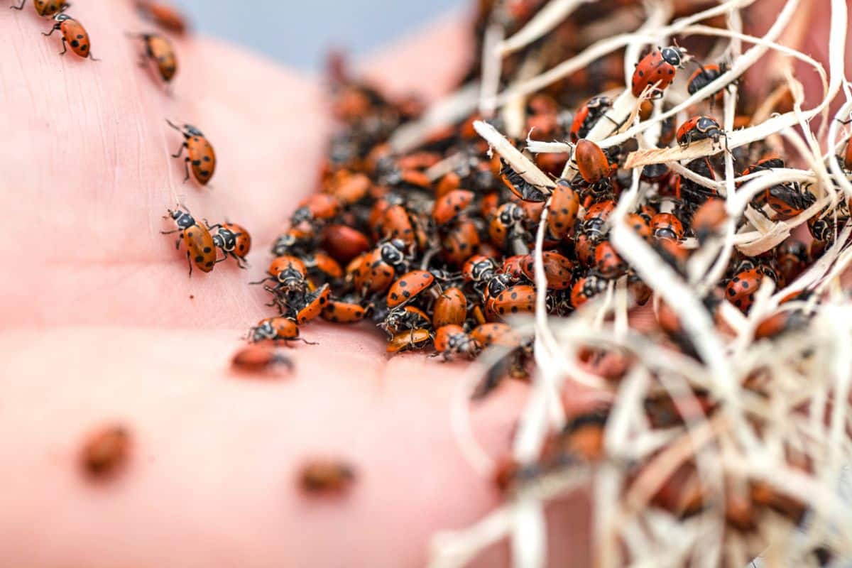 Lady bugs from a package of beetles purchased online