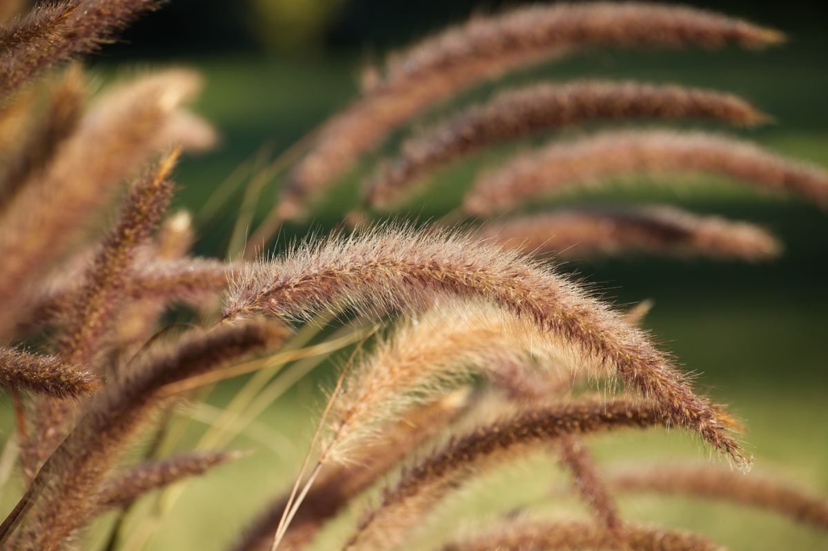 Seed heads on a grass