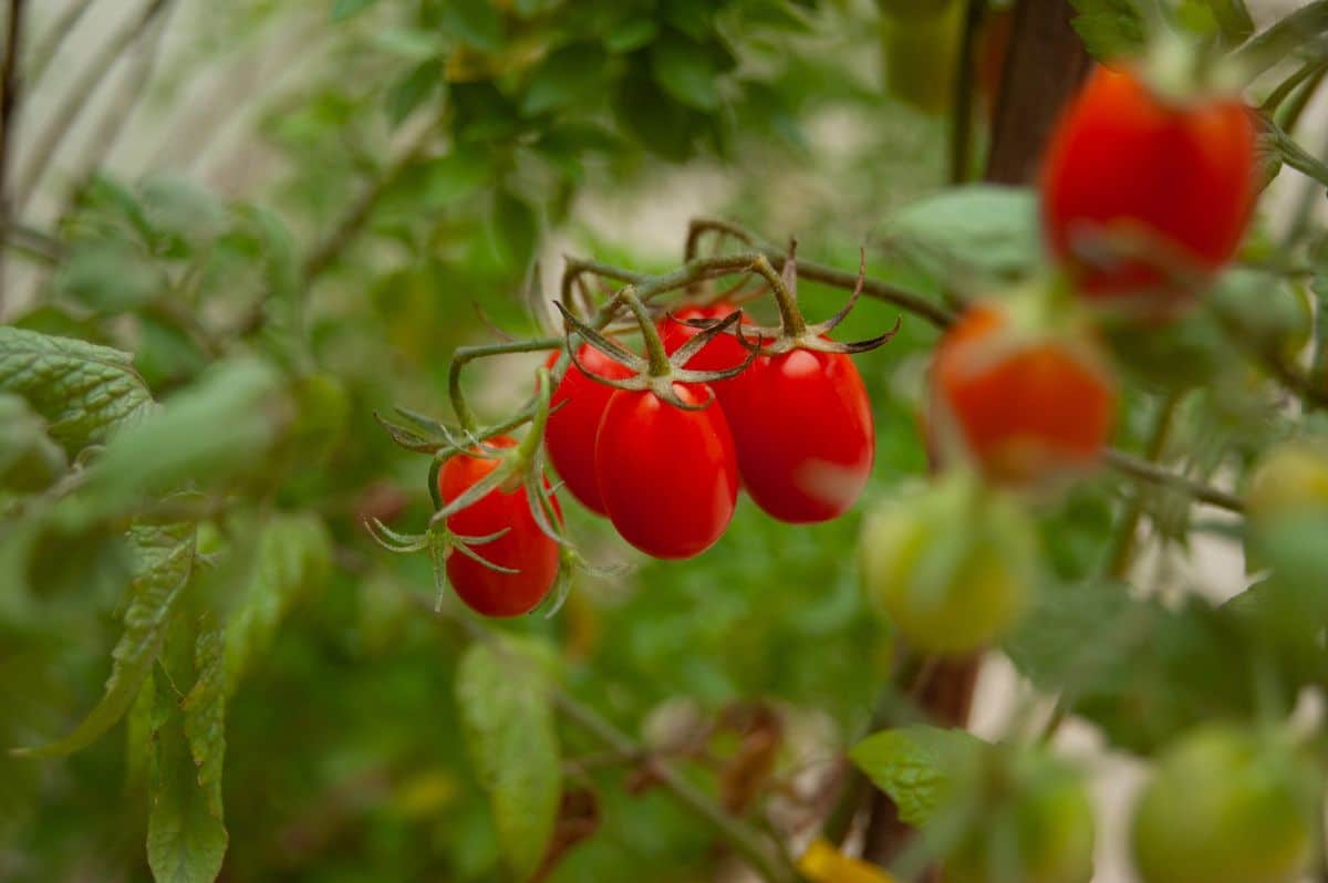 Principe Borghese tomatoes on the vine