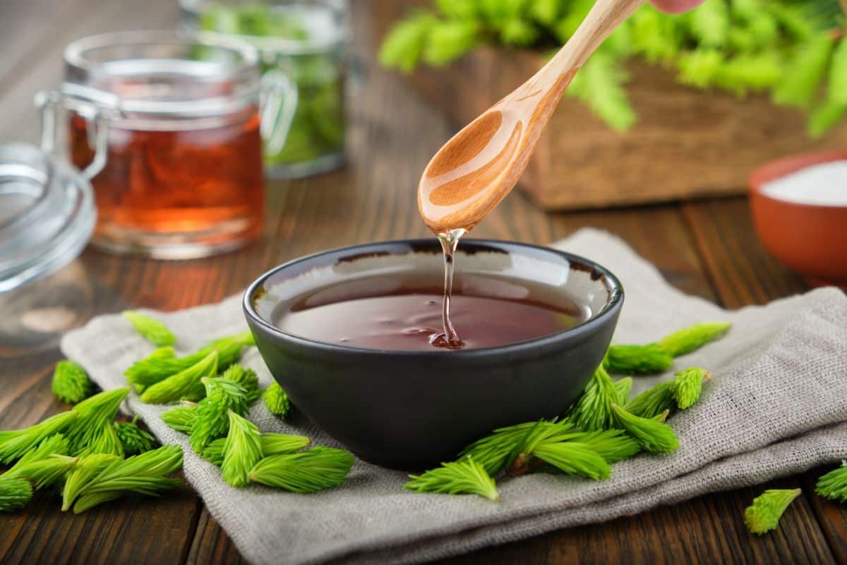 Spruce tips surrounding a bowl of spruce tip jelly