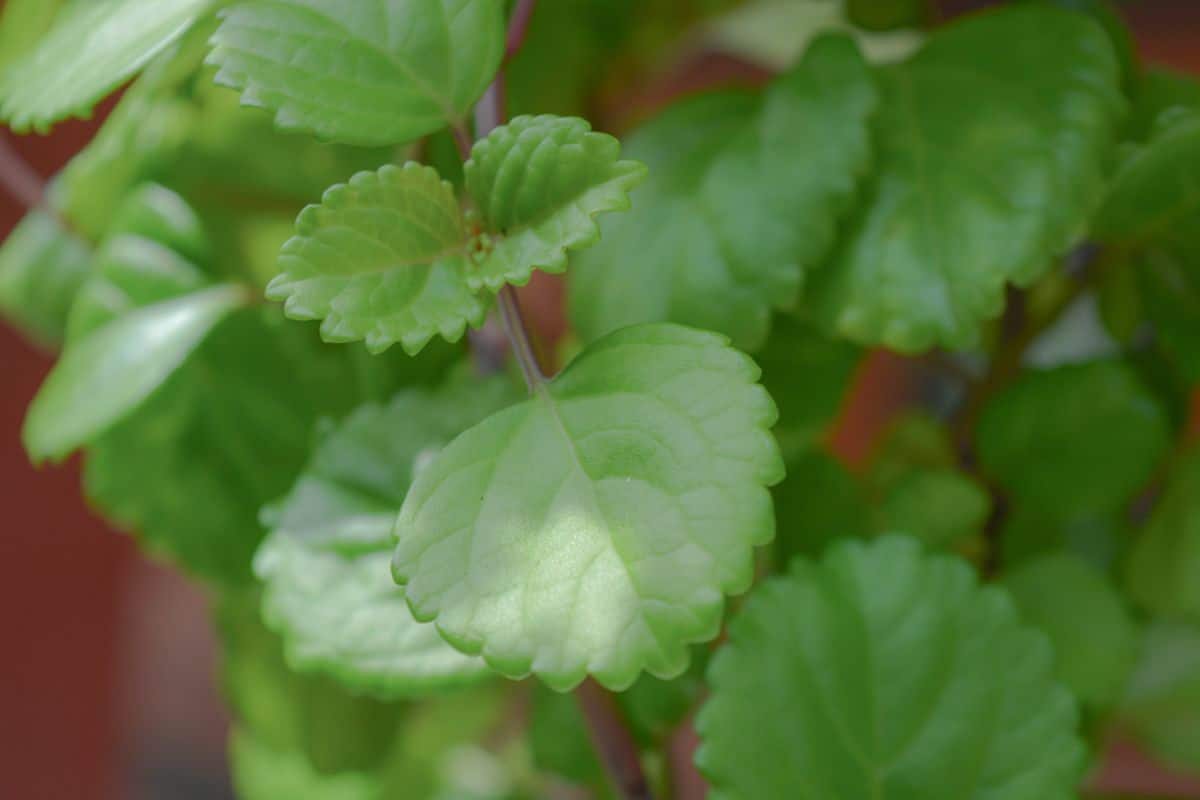 Swedish ivy plant, pet friendly