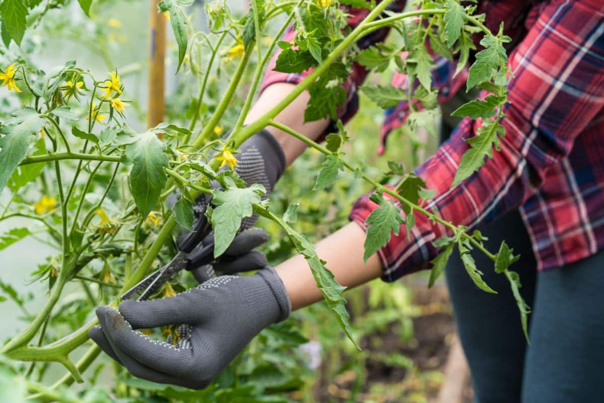 A gloved gardener's hand pruning suckers from a tomato