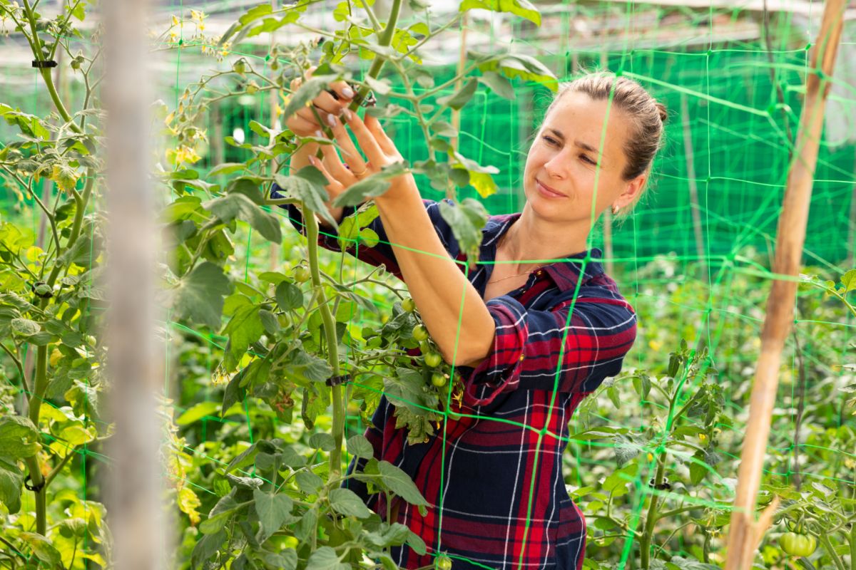 A woman tying tomatoes to trellis netting