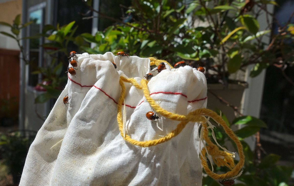 A bag of newly arrived ladybugs with some crawling out