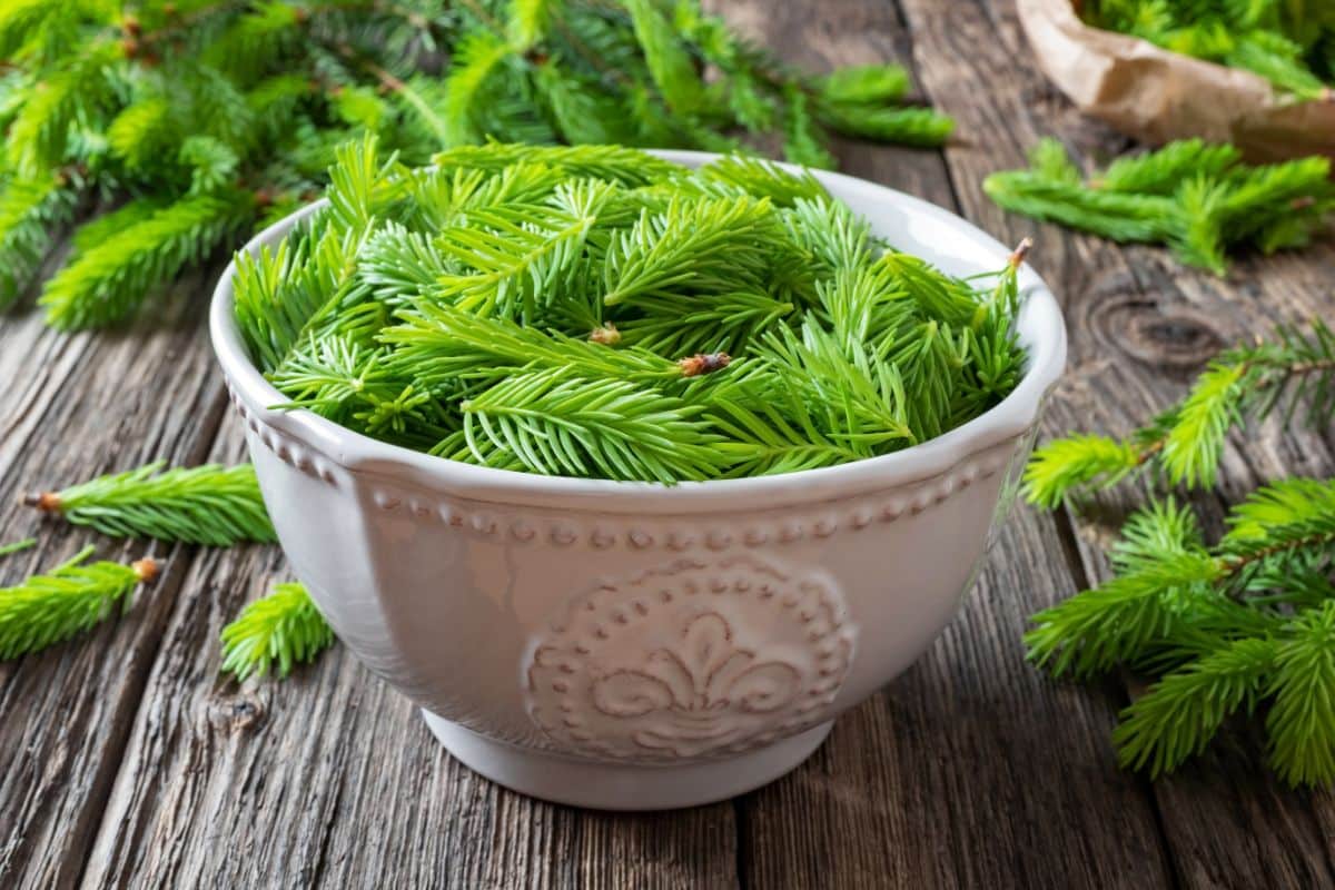 Spruce tips prepped for making jelly