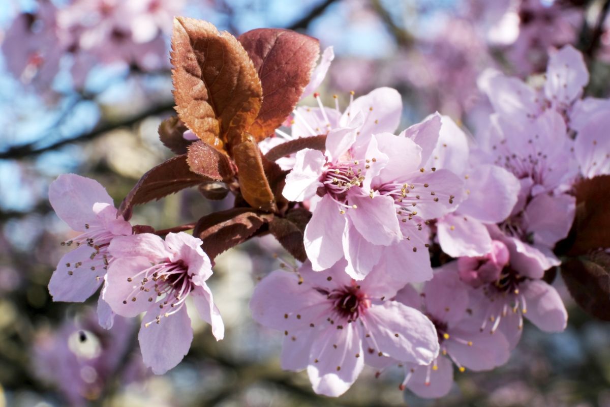 A cherry tree in blossom