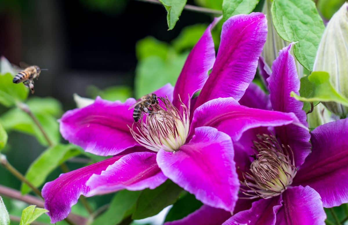 Purple flowering clematis.