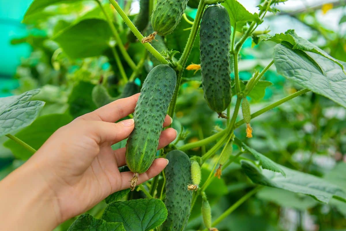 Fresh cucumbers growing on the vine