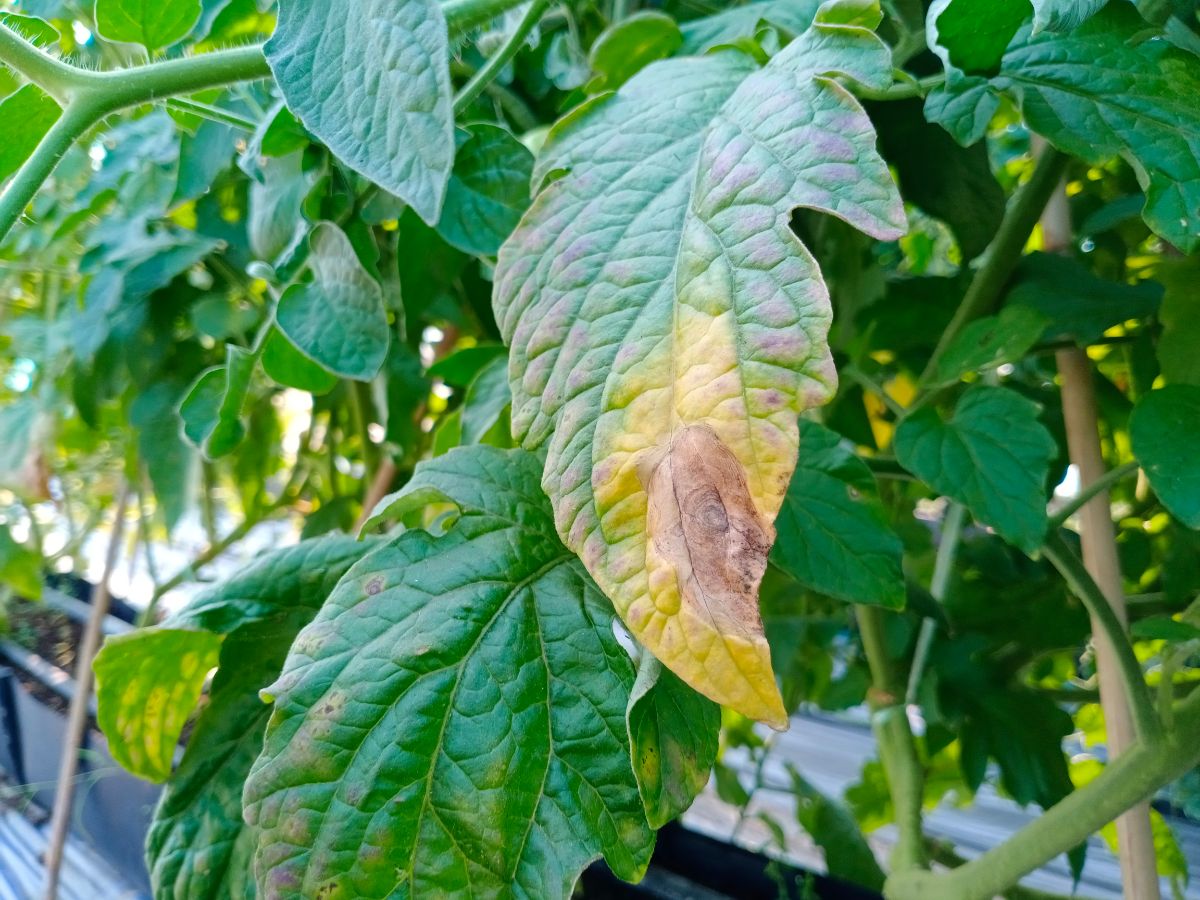 Early blight on tomato plants