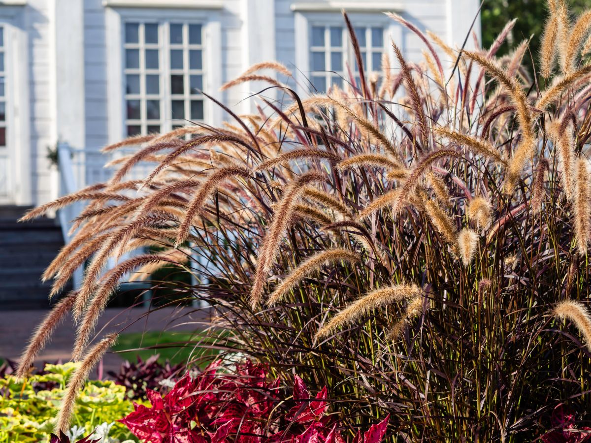 Ornamental fountain grass in a garden