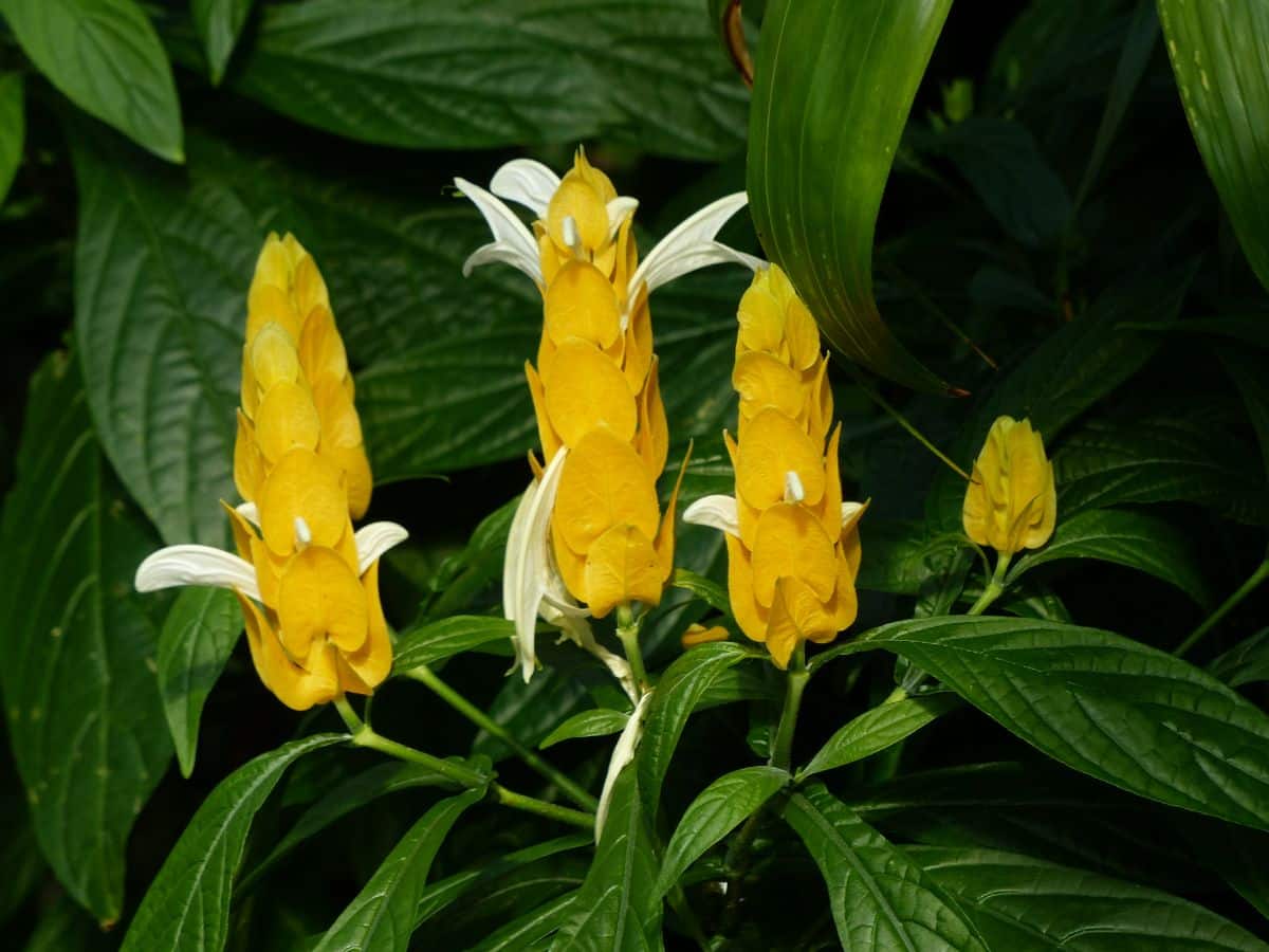 Golden shrimp plant in flower